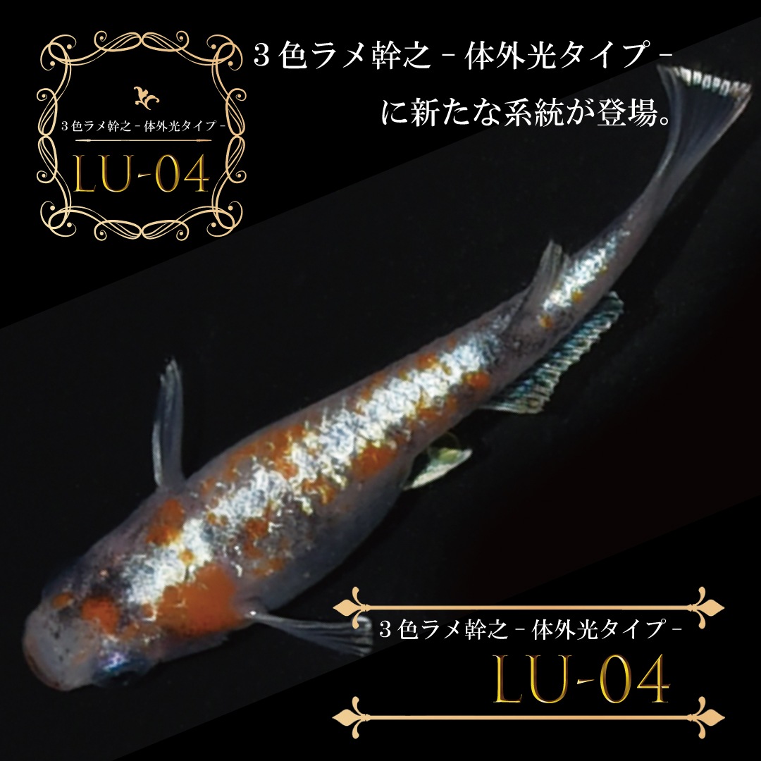 3色ラメ幹之-体外光タイプ-(LU-04)